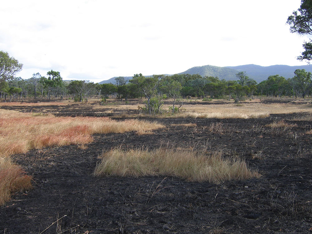 a good example of country after 'patchy' type burning