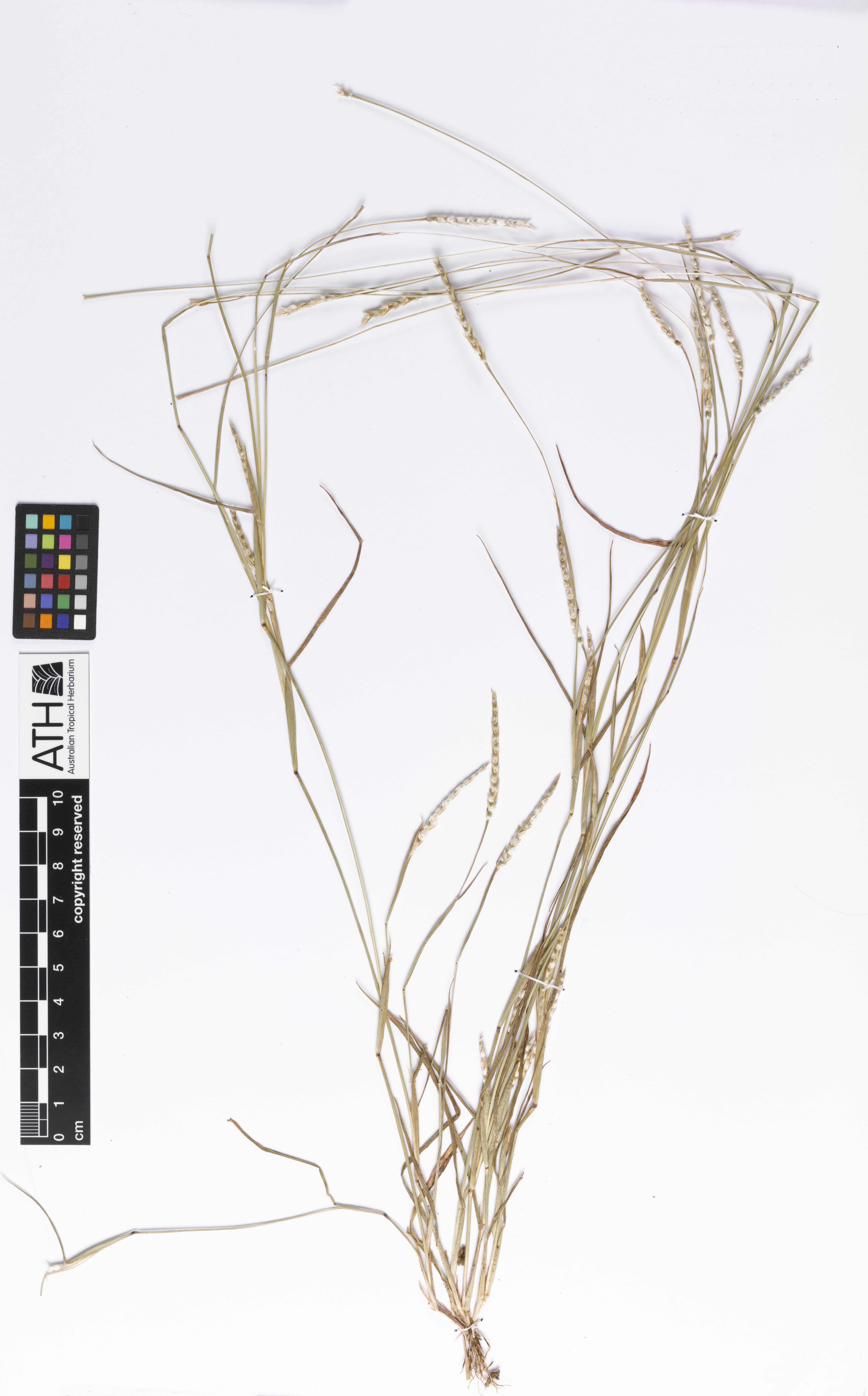 Fig. 1. Herbarium sheet of Mnesithea formosa (CNS131285) specimen.