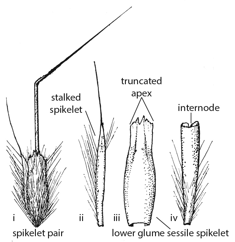 Fig. 12. Line drawings of Schizachyrium pachyarthron spikelet pair from Blake (1974). Showing i) spikelet pair with internode; ii) stalked spikelet; iii) lower glume of sessile spikelet; iv) internode only narrowing slightly towards base. (CC By: S.T.Blake).