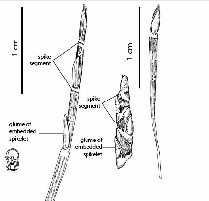 Fig 3. Line drawings of the slender and robust inflorescence forms of Thaumastochloa major. (CC By: WSmith BRI Herbarium).