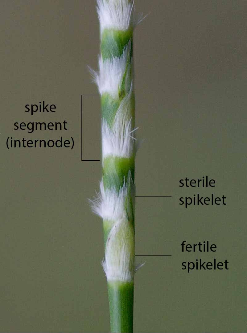 Fig. 3a. Image of a section of inflorescence of Mnesithea formosa showing visible parts of paired spikelets from the same segment. (CC BY: RJCumming Flickr 1552)