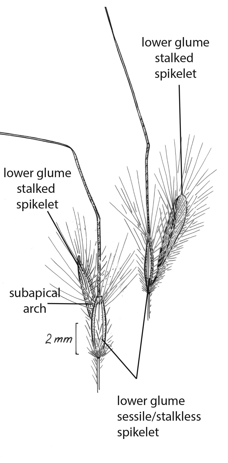 Fig. 4. Line drawing reproduced from Cowie et al (2002) of spikelet pairs of Dichanthium sericeum from front and side view, showing details of stalkless and stalked spikelets. (CC By: Monika Osterkamp Madsen)