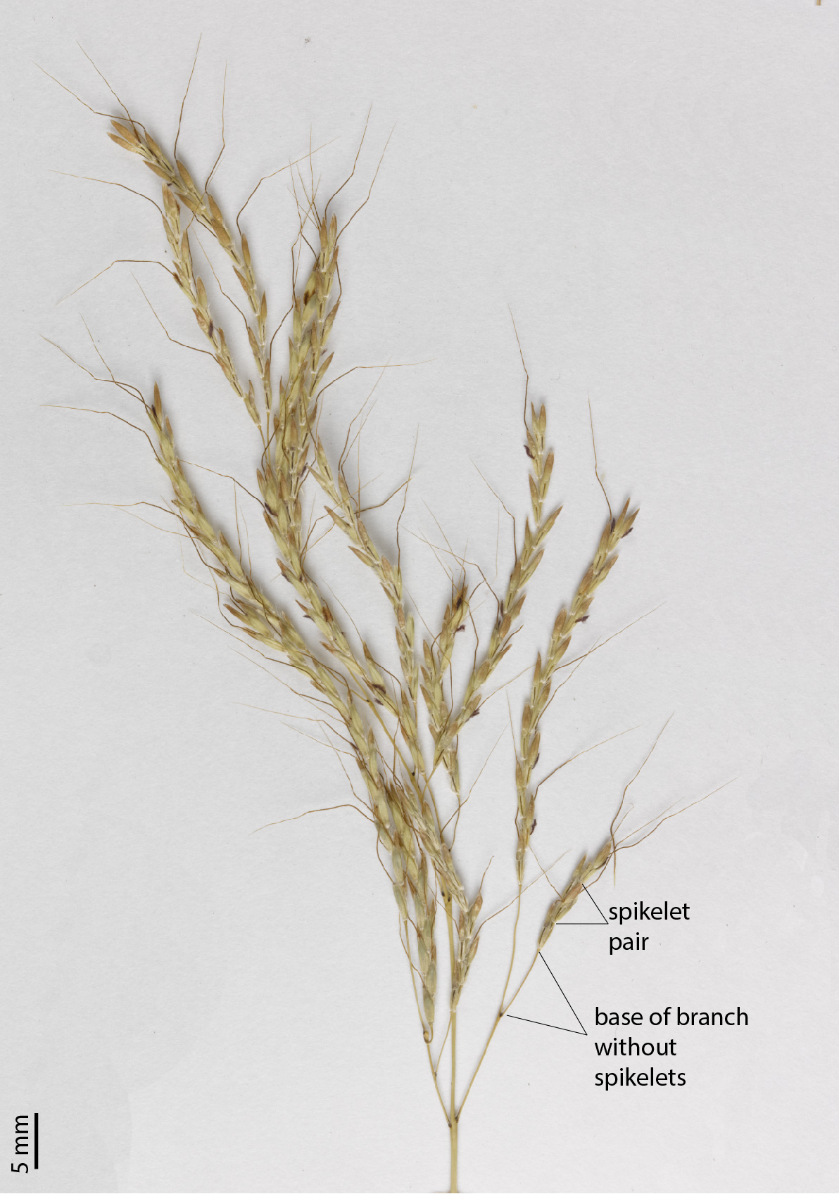 Fig. 5. Inflorescence of a pressed specimen of Dichanthium annulatum (QRS88153) showing spikelet pair and base of inflorescence branch without spikelets.