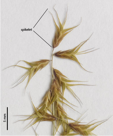 Fig. 6. Section of inflorescence from a pressed specimen of Ectrosia confusa (QR80330) showing spikelet size shape and arrangement. Note recurved tips of florets towards tip of spikelet.
