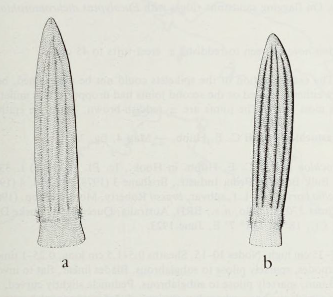 Fig 6. Line drawings of the lower glumes of a) Thaumastochloa rubra and b) Thaumastochloa striata. (CC By: Naturalis Biodiversity Center, Leiden, The Netherlands).
