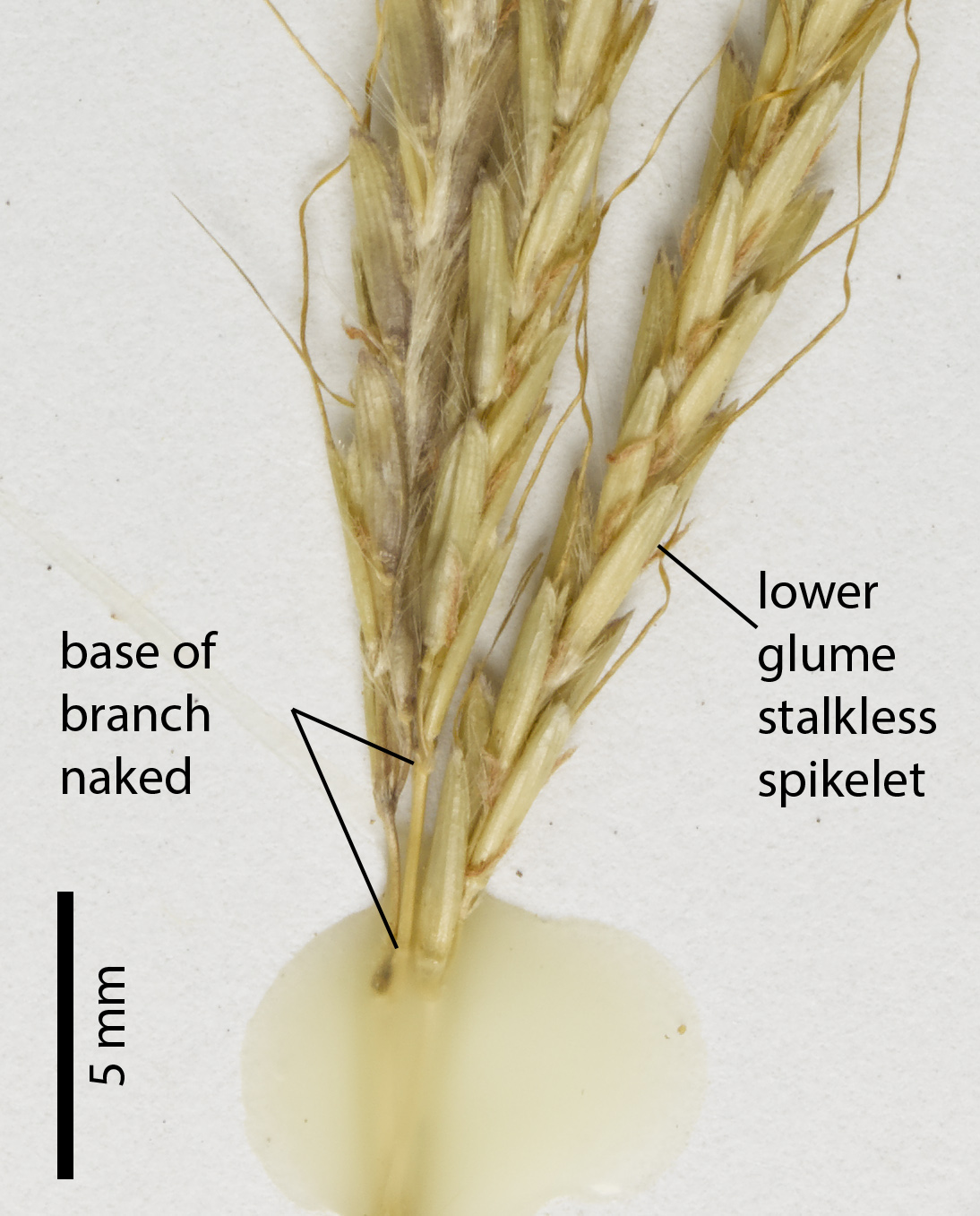Fig. 7. Section of inflorescence of a pressed specimen of Dichanthium fecundum (QRS122273) showing spikelet arrangement, glabrous glume and base of inflorescence branch without spikelets.