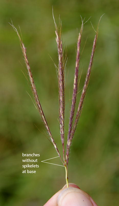 Fig.8 Image of flowering head (inflorescence) of Bothriochloa ewartiana showing naked base of branch. (CC By: RJCummming d806a)
