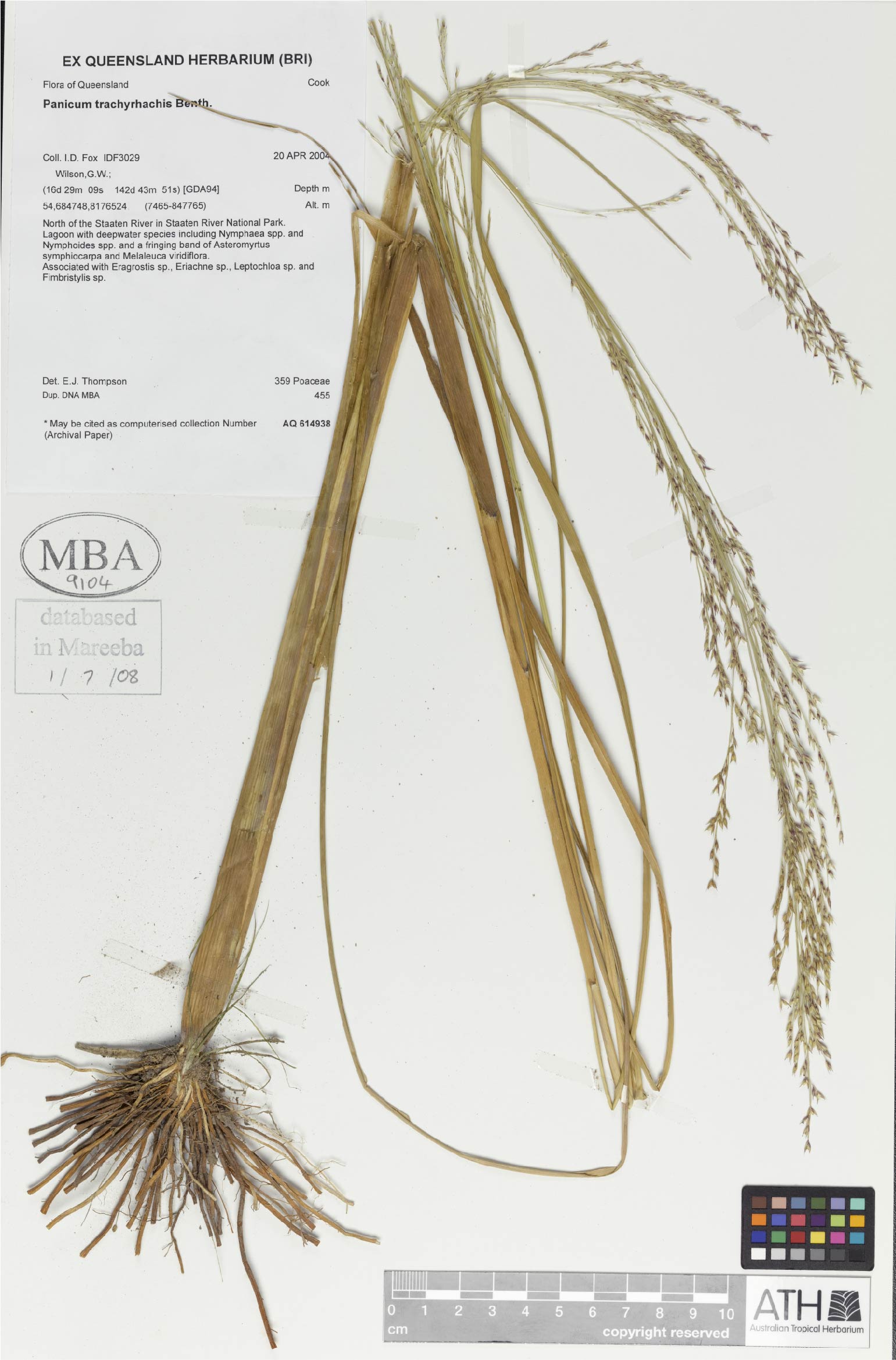 Fig. 1. Herbarium sheet of Panicum trachyrhachis (MBA9104)
