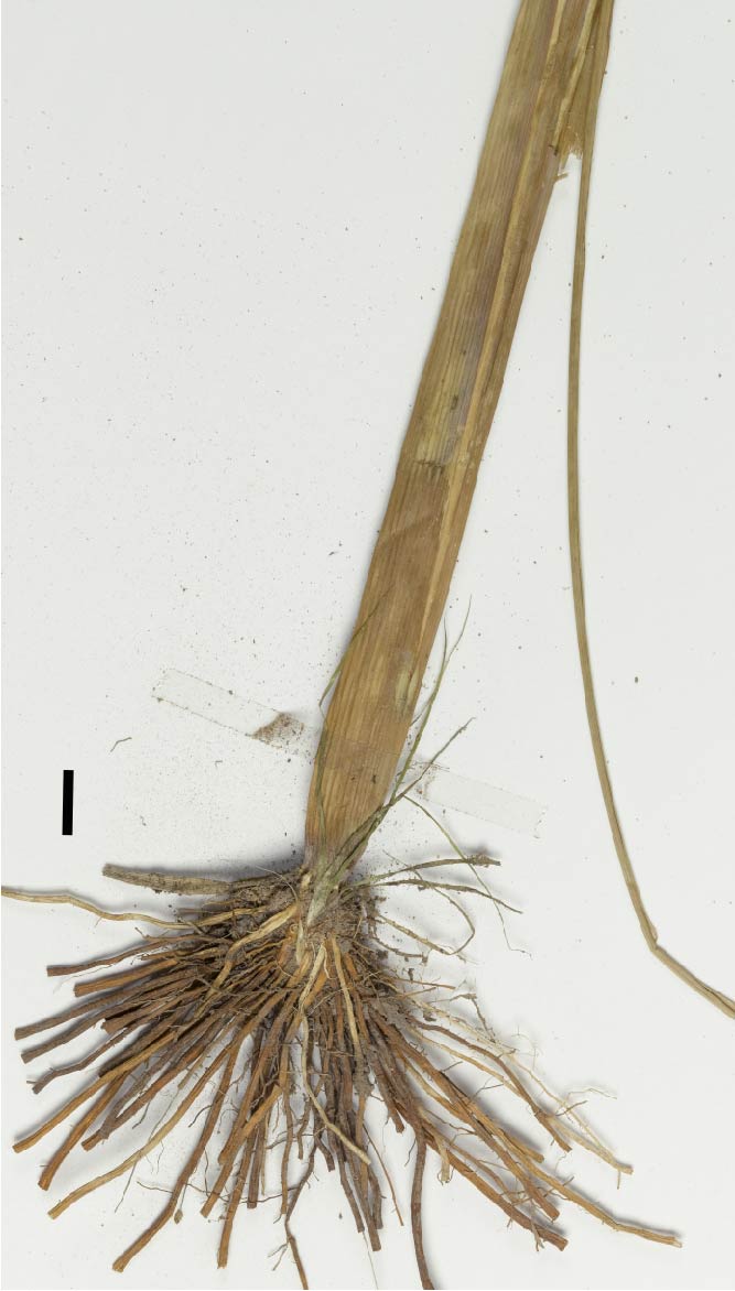 Fig. 2. Spongy base of Panicum trachyrhachis (MBA9104) (scale bar = 1cm)