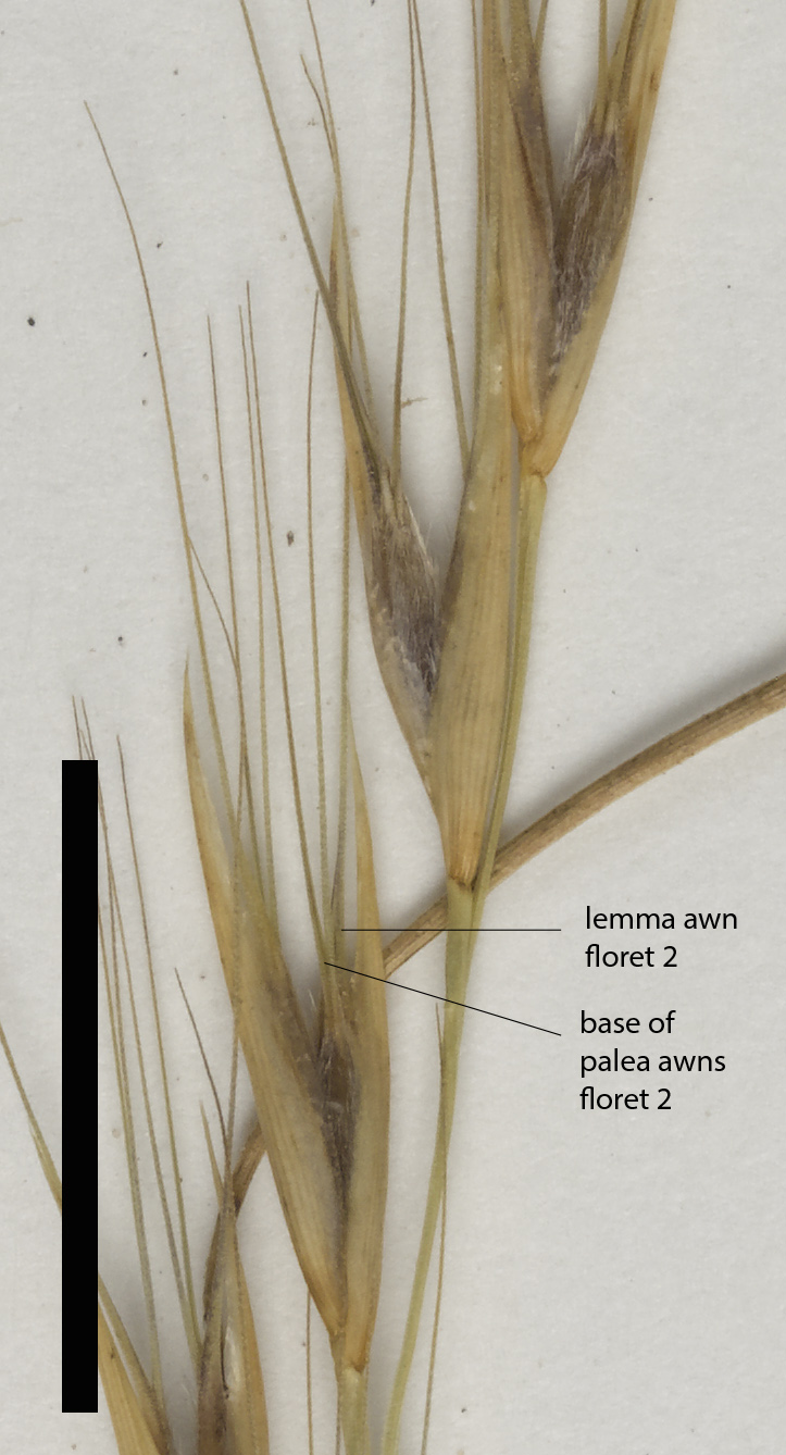 Fig. 2b. Mature spikelet of E. triseta showing base of awns arising from lemma and palea (QRS88561) (scale bar = 1cm)