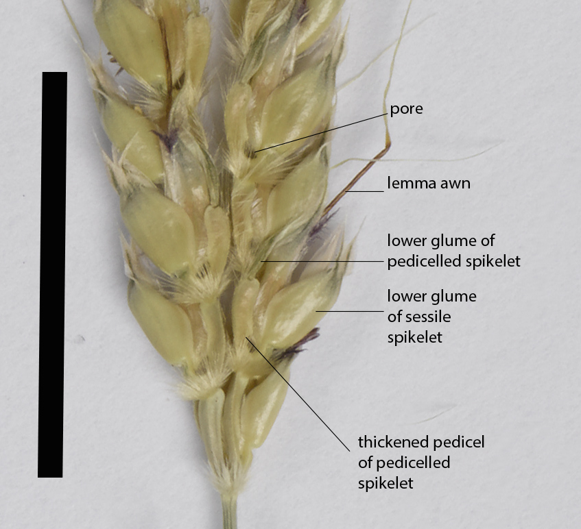 Fig. 3. Paired spikelets of Ischaemum decumbens (CNS139380) (scale bar = 1cm)
