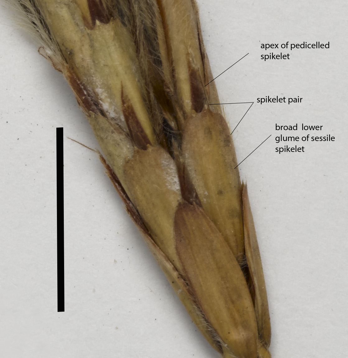 Fig. 3a. Paired spikelets of G. grandiflora (QRS88503) (scale bar = 1cm)