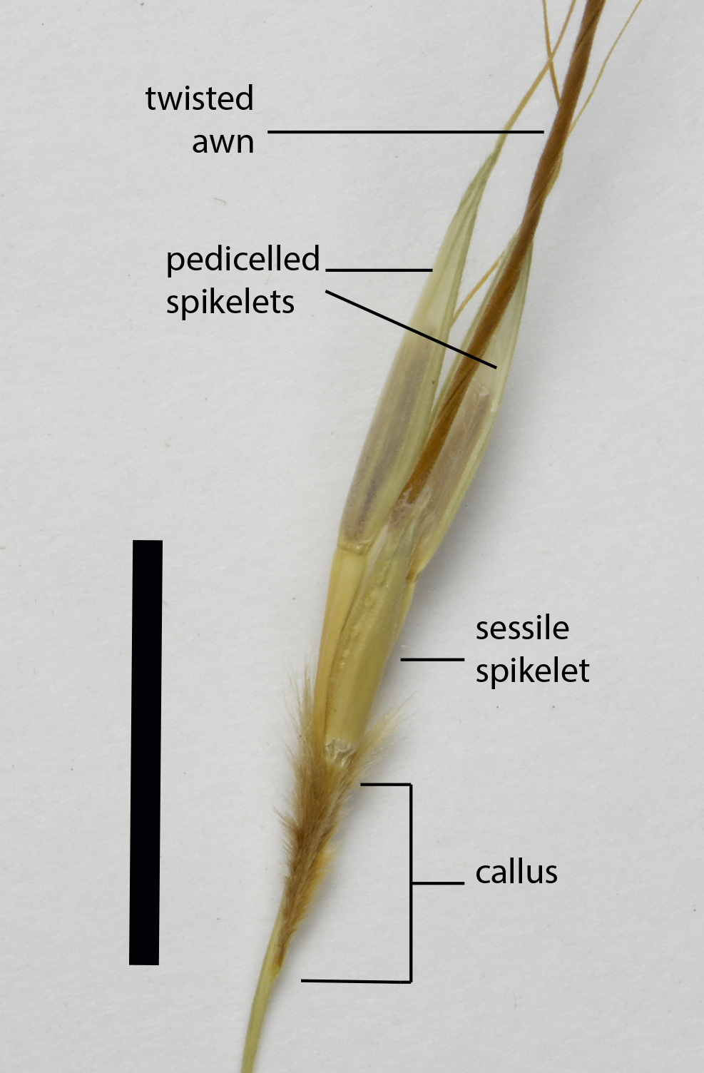 Fig. 3. Spikelet cluster of Chrysopogon pallidus (MBA7104) (scale bar = 1cm)