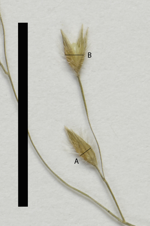 Fig. 5b. Laterally flattened spikelet Arthagrostis clarksoniana (MBA8974) (scale bar = 1 cm)