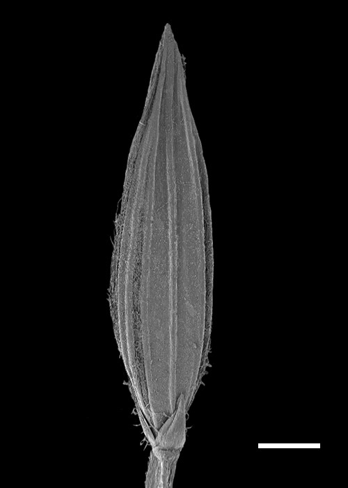Fig 7. SEM image showing the lower lemma and lower glume of a Digitaria ciliaris spikelet (reproduced from Boonsuk et al 2016). Note the arrows pointing to the unequal spaces between the mid nerve and the next two lateral nerves. Scale bar = 400 µmm. (CC By: Boonsuk et al. 2016).