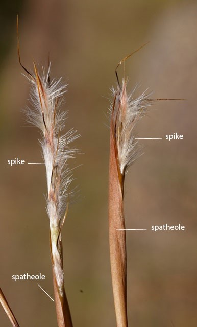Fig. 2. Image of inflorescence of Schizachyrium fragile showing spike and sheathing spatheole. (CC By: RJCumming d58792a).