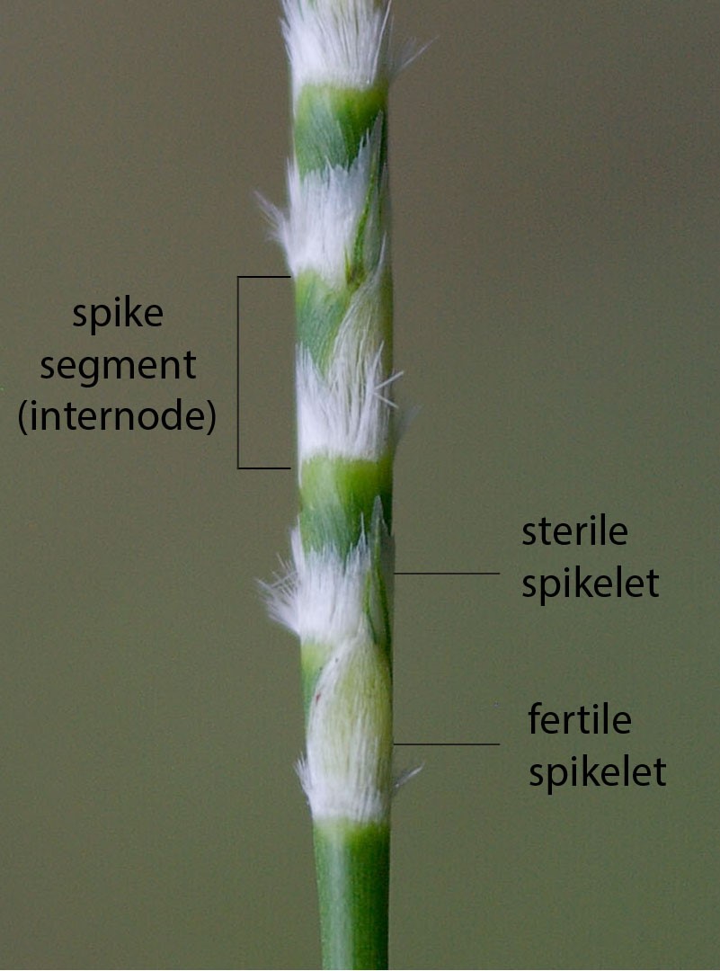 Fig. 8. Image of a section of inflorescence of Mnesithea formosa showing visible parts of paired spikelets from the same segment (CC BY: RJCumming d20414a)