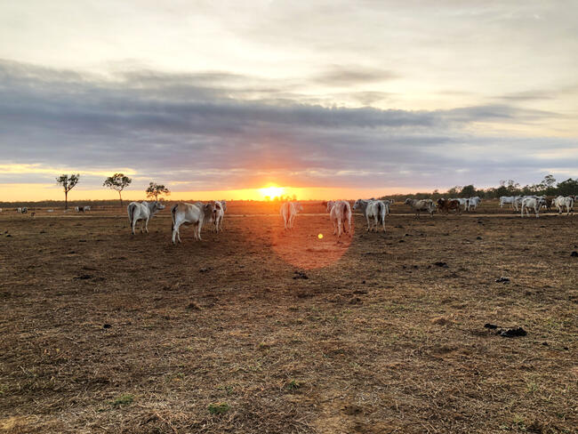 Cows standing in a paddock at sunset